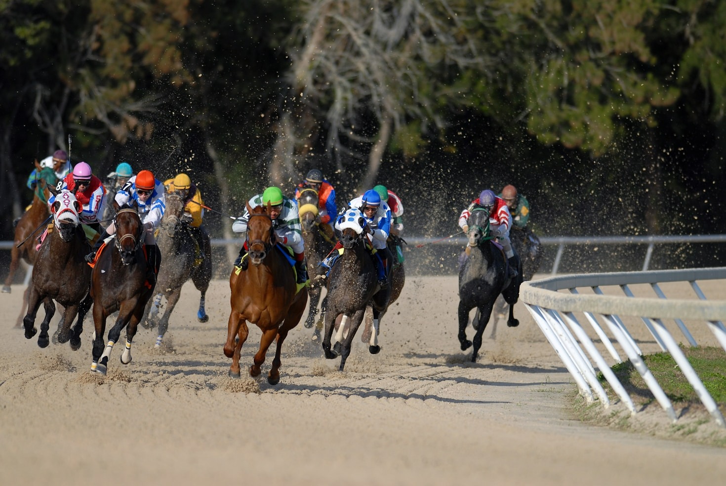 Exploring the Charm of Horse Racing Culture